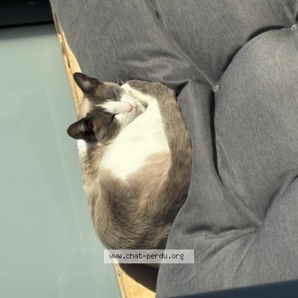 Photo 1/1 Chat retrouvé Perdu à Saint augustin des bois