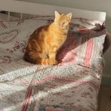 Photo de chat perdu à Chelles