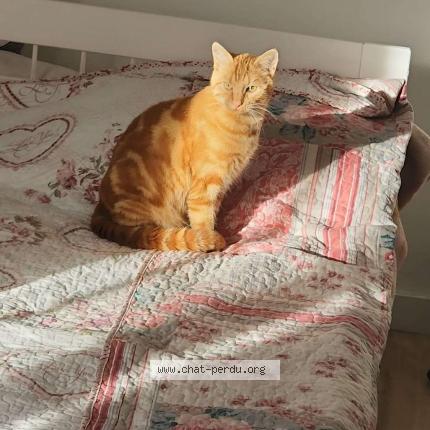 Photo 1/1 Chat retrouvé Perdu à Chelles