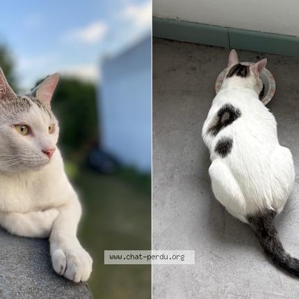 Photo 1/1 George Chat perdu à Romainville