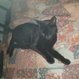 Photo de chat perdu à Ambares