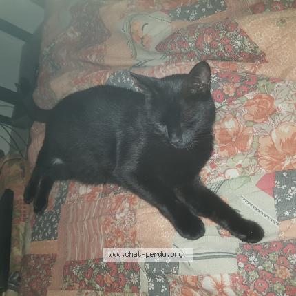 Photo 1/1 Tazzer Chat perdu à Ambares