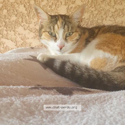 Photo 1/1 pop-corn Chat perdu à Les angles