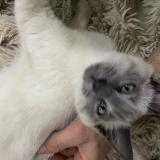 Photo de chat trouvé à Montreuil