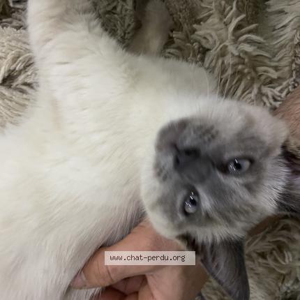 Photo 1/1 Chat trouvé Trouvé à Montreuil