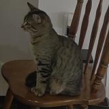 Photo de chat perdu à Converse