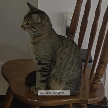 Photo 1/2 Rick Chat perdu à Converse