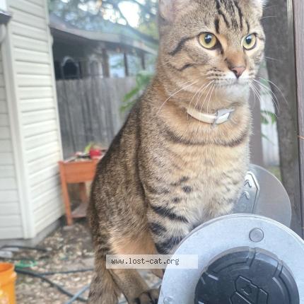 Photo 2/2 Rick Chat perdu à Converse