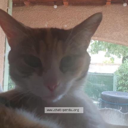 Photo 1/1 Nala Chat perdu à Les angles