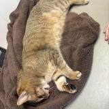 Photo de chat trouvé à Feytia