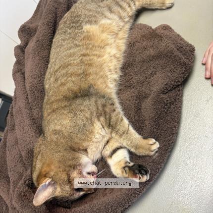 Photo 1/1 Chat trouvé Trouvé à Feytia