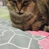 Photo de chat perdu à Collegien