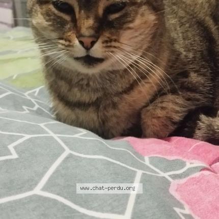Photo 1/1 Kitty Chat perdu à Collegien