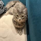 Photo de chat perdu à Saint Pol De Leon