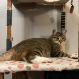 Photo de chat perdu à Vannes