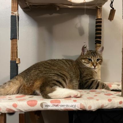 Photo 1/1 Chat retrouvé Perdu à Vannes