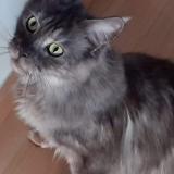 Photo de chat perdu à Jonquieres