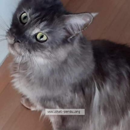 Photo 1/1 Chat retrouvé Perdu à Jonquieres