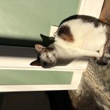 Photo de chat perdu à Reims