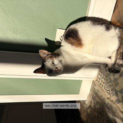 Photo 1/1 Saïko Chat perdu à Reims