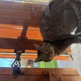 Photo de chat trouvé à Pithiviers Le Vieil