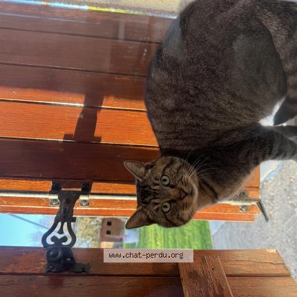 Photo 1/1 Chat trouvé Trouvé à Pithiviers le vieil