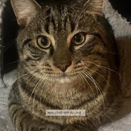 Photo 1/1 Simba Chat perdu à Montreuil