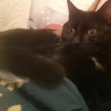 Photo de chat perdu à Auby