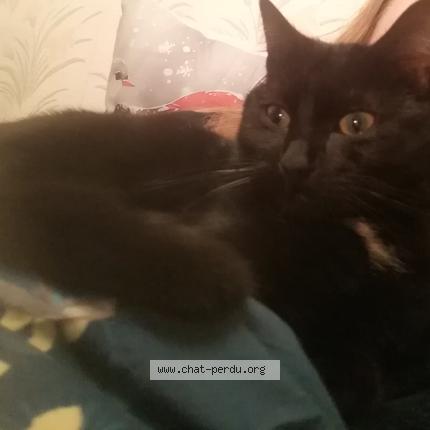 Photo 1/1 Azar Chat perdu à Auby