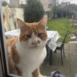 Photo de chat trouvé à Bruxelles