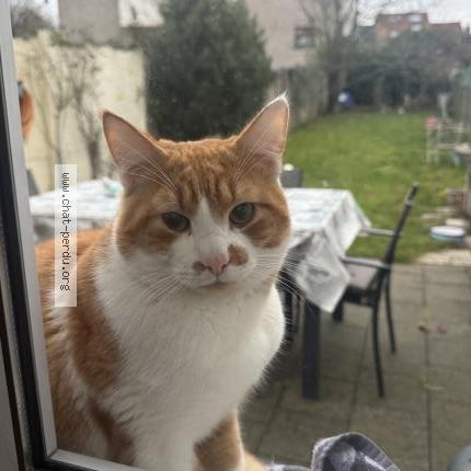 Photo 1/1 Chat trouvé Trouvé à Bruxelles