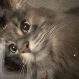 Photo de chat trouvé à Blois