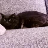 Photo de chat perdu à Noisy Le Sec