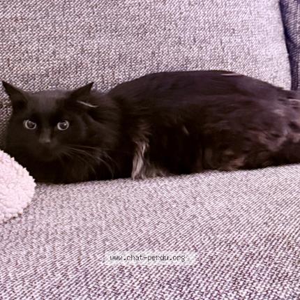 Photo 1/1 Robert Chat perdu à Noisy le sec