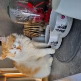 Photo de chat perdu à Mandeure