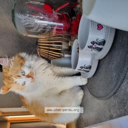 Photo 1/1 Chat retrouvé Perdu à Mandeure
