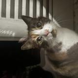 Photo de chat trouvé à Versoix