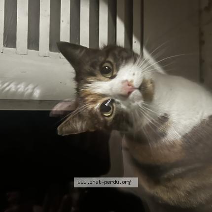 Photo 1/1 Chat trouvé Trouvé à Versoix