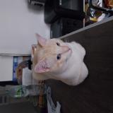 Photo de chat perdu à Villepinte