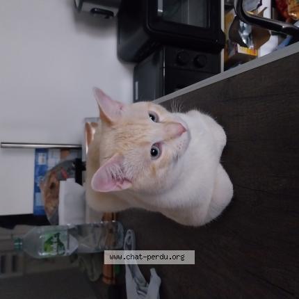 Photo 1/3 Vanille Chat perdu à Villepinte