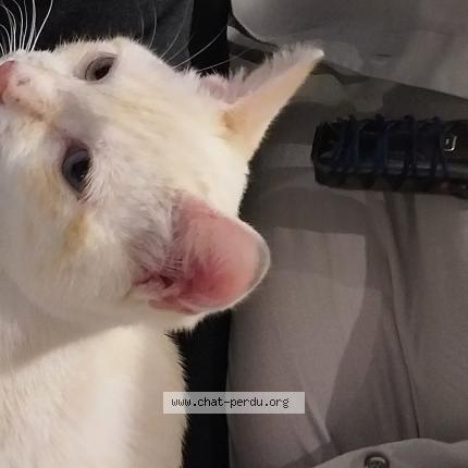 Photo 2/3 Vanille Chat perdu à Villepinte