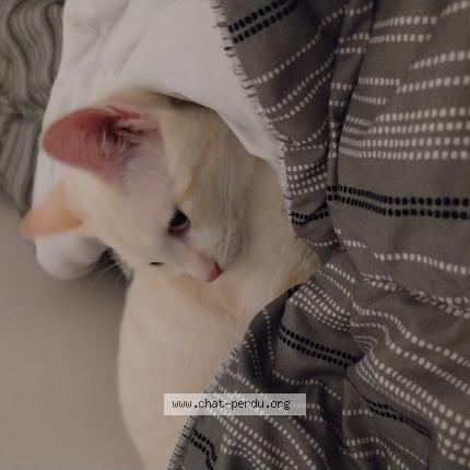 Photo 3/3 Vanille Chat perdu à Villepinte