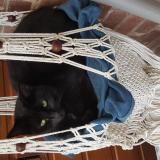 Photo de chat perdu à Faches Thumesnil