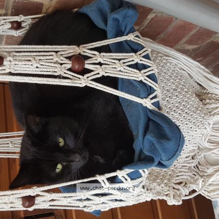 Photo 1/1 Minette Chat perdu à Faches thumesnil