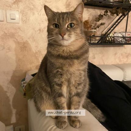 Photo 1/1 Rubis Chat perdu à Blere