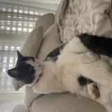 Photo de chat trouvé à Chavornay