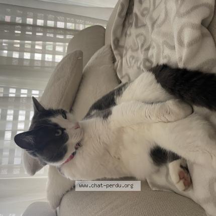 Photo 1/1 Chat trouvé Trouvé à Chavornay