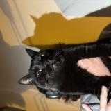 Photo de chat trouvé à Nice