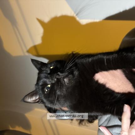 Photo 1/1 Chat trouvé Trouvé à Nice