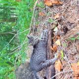 Photo de chat perdu à Spartanburg